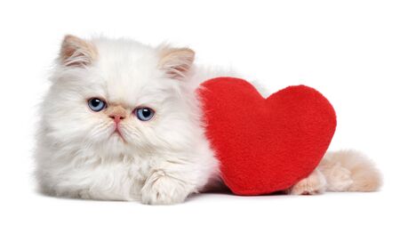 Cute lover valentine persian colourpoint kitten with a red heart, isolated on white backgroundの写真素材