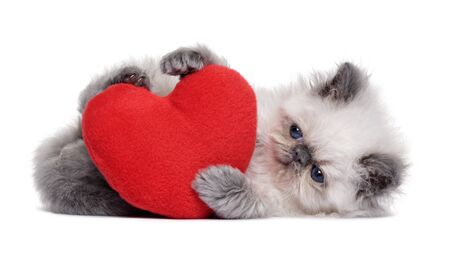 Little persian blue colourpoint kitten playing with a red heart plush toy, isolated on white backgroundの写真素材