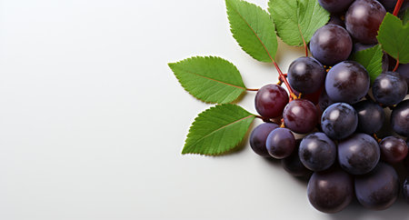 Grapes with leaves on a white background, space for textの素材