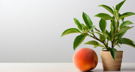 Peach and apricot in a clay pot on a white backgroundの素材