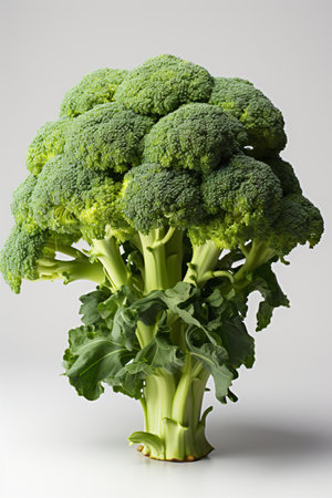 Fresh green broccoli isolated on white background. Healthy food, diet and vegetarian concept.の素材