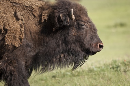 American bison, South Dakota, United States of Americaの写真素材
