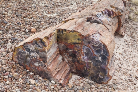 Colorful petrified wood, Petrified Forest National Park, Arizona, USAの写真素材