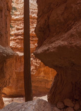 A tall tree inside Bryce Canyon is growing towards the daylight, Bryce Canyon National Park, Utah, USAの写真素材