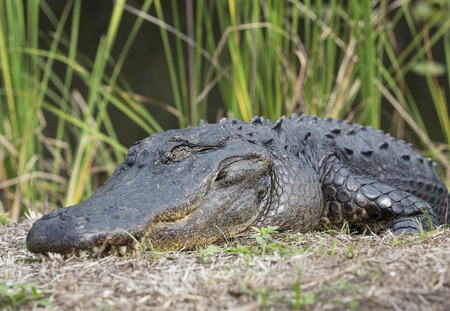 A big alligator close-up, Everglades National Park, Florida, USAの写真素材