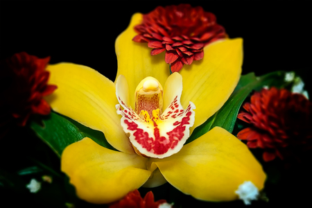 close up of a beautiful yellow orchid in flower arrangementの写真素材