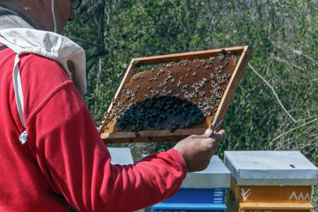 Nis, Serbia - April 10th 2020: A beekeeper with a protective cap holds a frame with bees in his hands and controls the swarm of bees. Photo taken on April 10th 2020.のeditorial素材