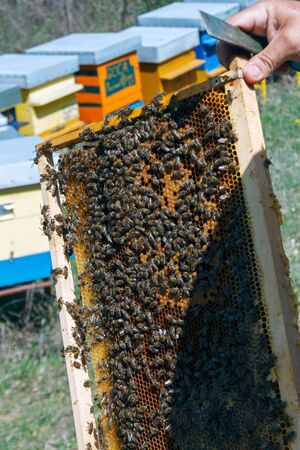 A beekeeper  holds a frame with bees in his hands and controls the swarm of bees