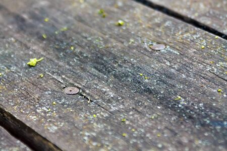 two rusty nails in old weathered wooden plank with lichenの写真素材