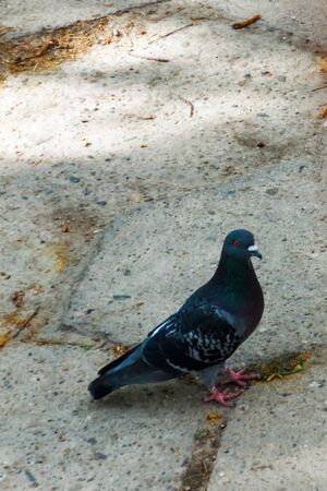 a pigeon stands on the sidewalk next to an apartment buildingの写真素材