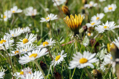 An unopened flower of yellow dandelion in a  daisy field.Adobe RGB color space.の写真素材