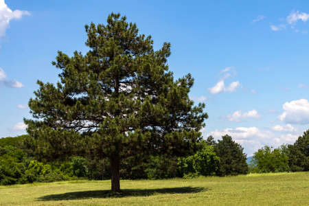 Single pine on the meadow under blue sky with fluffy clouds.
Adobe RGB color space.の写真素材