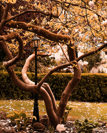 A lamp post is engulfed by a tree in a garden in the lake district - colourの写真素材