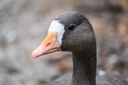 A close up on the head of a Greenland white-fronted Goose with a blurry backgroundの写真素材