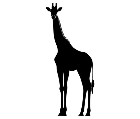 Coloring pages of giraffes for kids giraffe cartoon isolated on whiteのイラスト素材