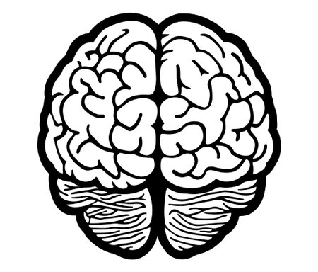 Human brain illustration, Hand drawn brain drawing illustration. Human brain icon