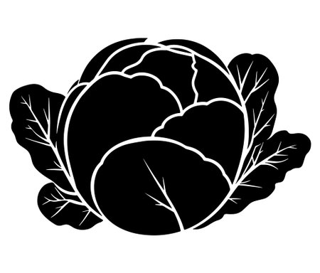 Illustration of a cabbage with a leaf, Cabbage silhouette icon, Illustration of a cabbage