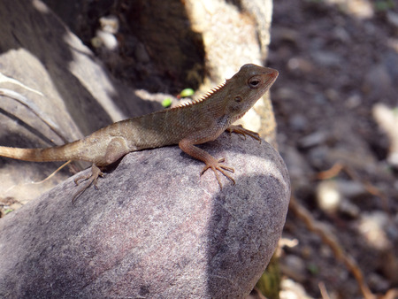 A Chameleon In Its Natural Environmentの写真素材