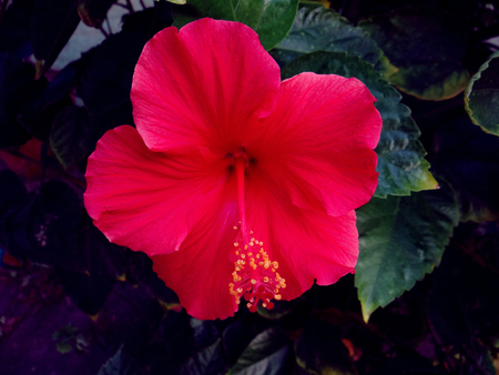 Bright red flowerの写真素材