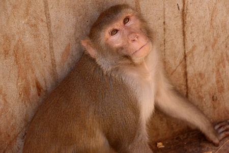 Portrate of a monkey