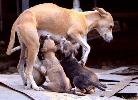 Stray female-dog feeding milk to its small puppies in an open area.のeditorial素材