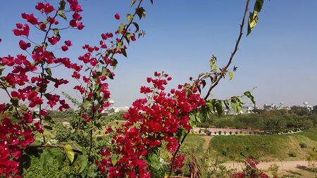 Ganesh udyan garden,Kota, Rajasthan developed on 25 hectares, has 8 thousand shady trees and...