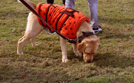 Dogs are resting & enjoying Pet Fed dog fair 2016 held in New Delhi.の写真素材