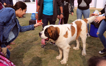 Dog lover celebrating & enjoying Pet Fed dog fair with their pet dogs at Delhi pet fed 2016.のeditorial素材
