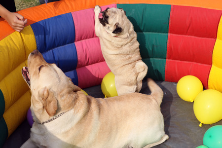 Dogs are resting & enjoying Pet Fed dog fair 2016 held in New Delhi.