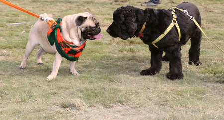 Dogs are resting & enjoying Pet Fed dog fair 2016 held in New Delhi.のeditorial素材