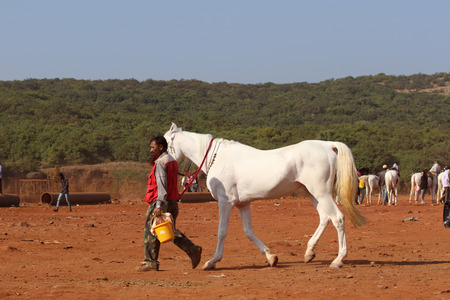 Horse station near boat club, Mahabaleshwarのeditorial素材