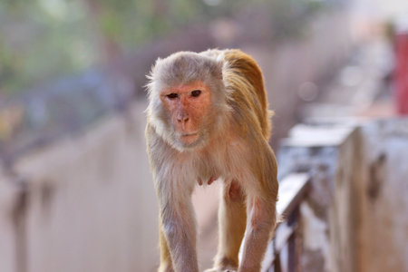 Portrait of a naughty monkey.の写真素材