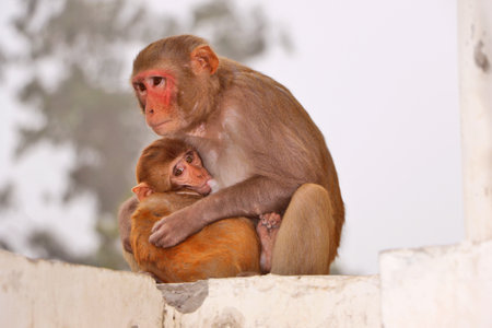 Monkey family sitting with bonding in cold winter day.の写真素材