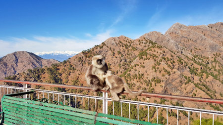 Black face Monkeys are sitting on the iron fence in mountain terrain.の写真素材