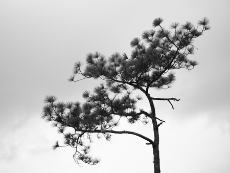 abstract of black and white photo of lonely isolated tree branches and sky backgroundの写真素材