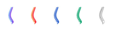 Human Spinal Column Anatomical Illustration Set vol 3781