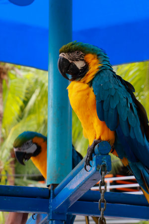 Green parrot in zoo