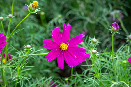 pink Mexican aster in gardenの写真素材