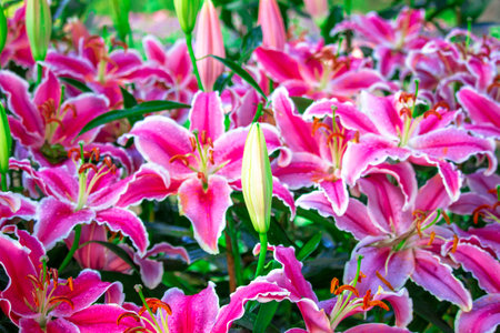 Pink and Green Lily in parkの写真素材