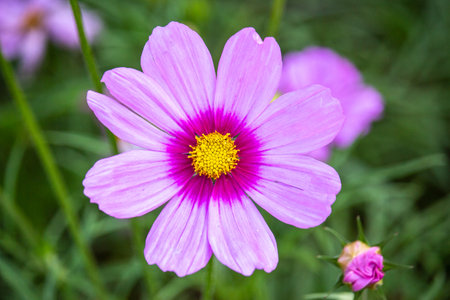Beauty of Cosmos flowers at Chiang Rai Beautiful Flower Fairの写真素材