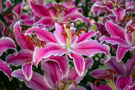 Beautiful flowers of pink lily in the garden.の写真素材