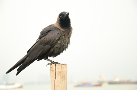 The crow in Penang, Malaysiaの写真素材