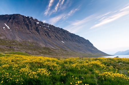 mountain and meadow of yellow flowers and green grassの写真素材