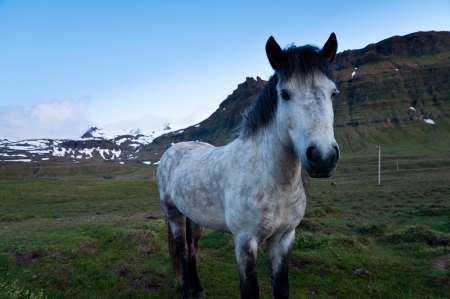horses of Iceland grazing in the evening landscapeの写真素材