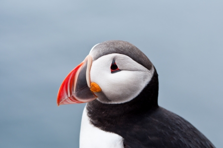cute puffin bird close up portrait from close upの写真素材