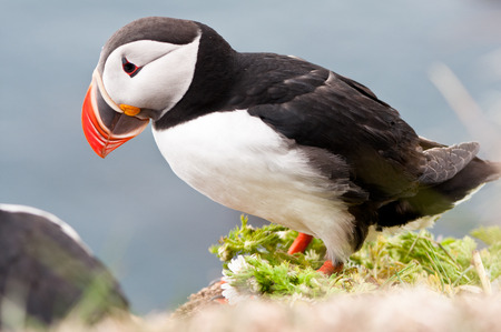 beautiful puffin bird nestingの写真素材