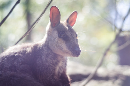 delicate kangaroo portrait with soft lightingの写真素材