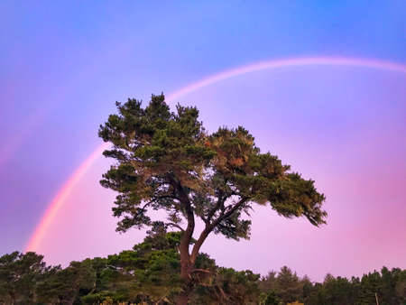 Beautiful double rainbow over a single tree. Pink, green and blue color scheme.の写真素材