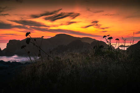 Colorful sunset over beach in Oregon with wildflowers in foreground.の写真素材