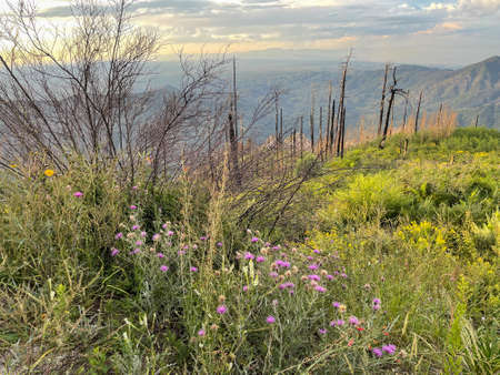 Wildflowers on Mt. Lemmon with damaged trees from fire, Arizonaの写真素材